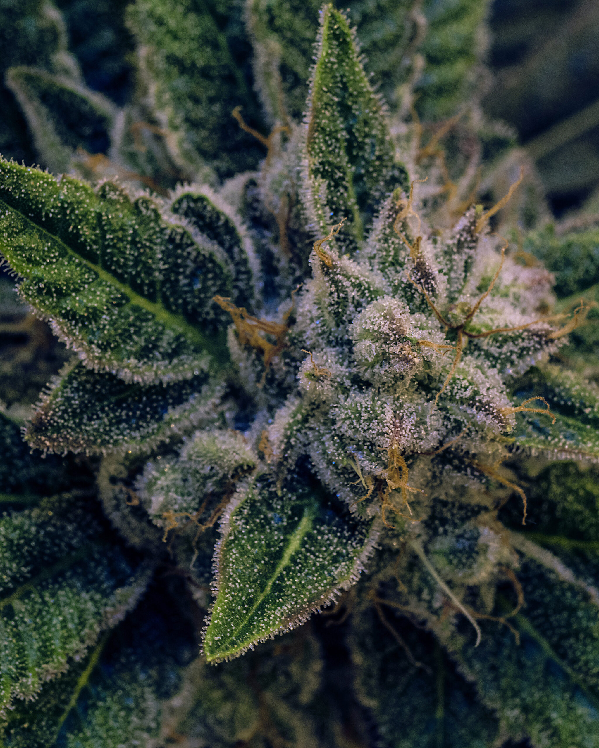 An image of cannabis flower available at Elevated Releaf dispensary in Eldersburg, MD.